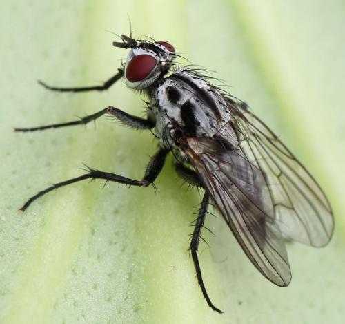 Eustalomyia festiva